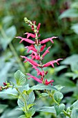 SALVIA ELEGANS