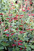 SALVIA ELEGANS