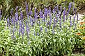 SALVIA FARINACEA VICTORIA BLUE