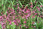 SALVIA GREGGII PINK