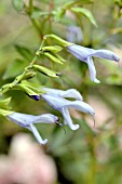 SALVIA GUARANITICA ARGENTINE SKIES