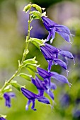 SALVIA GUARANITICA