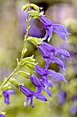 SALVIA GUARANITICA