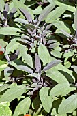 SALVIA OFFICINALIS PURPUREA