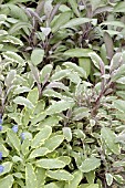 SALVIA OFFICINALIS MIX