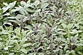 SALVIA OFFICINALIS MIX,  COMMON SAGE