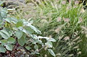 PENNISETUM,  PLECTRANTHUS,  HEUCHERA