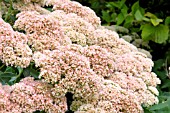 SEDUM AUTUMN JOY