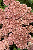 SEDUM AUTUMN JOY