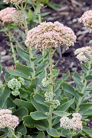 SEDUM_JAWS