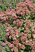 SEDUM MATRONA