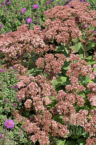 SEDUM_MATRONA