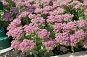 SEDUM SPECTABILE CARMEN