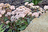 SEDUM MATRONA