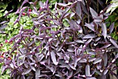 SETCREASEA PURPUREA (TRADESCANTIA PALLIDA)