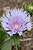 STOKESIA BLUESTONE