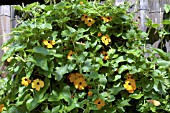 THUNBERGIA ALATA,  BLACK EYED SUSAN