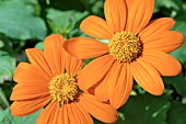 TITHONIA ROTUNDIFOLIA