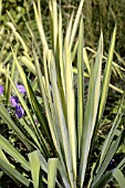 YUCCA FILAMENTOSA GARLAND GOLD