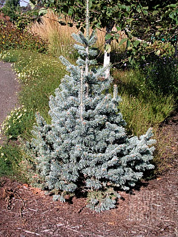 ABIES_LASIOCARPA_ARIZONICA_NANA