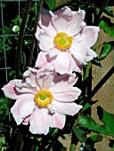 ANEMONE JAPONICA PINK