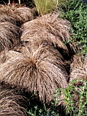 CAREX COMANS BRONZE