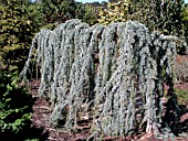 CEDRUS ATLANTICA GLAUCA PENDULA