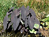 COLOCASIA BLACK MAGIC