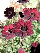 COSMOS ATROSANGUINEUS