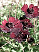 COSMOS ATROSANGUINEUS