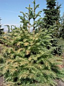 CUNNINGHAMIA LANCEOLATA UNICANAL