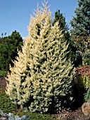 CUPRESSUS GLABRA SULPHUREA