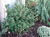 ILEX MERSERVEAE CHINA GIRL