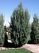 JUNIPERUS SCOPULORUM SKYROCKET