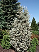 JUNIPERUS SCOPULORUM SNOW FLURRIES