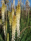 KNIPHOFIA LITTLE MAID