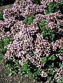 ORIGANUM COMPACTA NANA