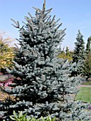 PICEA PUNGENS BABY BLUE EYES