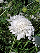 SCABIOSA INCISA WHITE