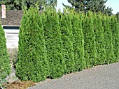 THUJA OCCIDENTALIS SMARAGD EMERALD GREEN