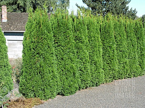 THUJA_OCCIDENTALIS_SMARAGD_EMERALD_GREEN