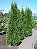 THUJA OCCIDENTALIS SMARAGD