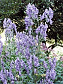 ACONITUM NAPELLUS  MONKSHOOD