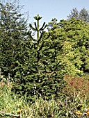 ARAUCARIA AURAUCANA