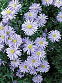 ASTER NOVI-BELGII LADY IN BLUE