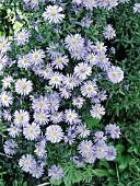 ASTER NOVI-BELGII LADY IN BLUE