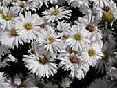 ASTER NOVI-BELGII WHITE OPAL