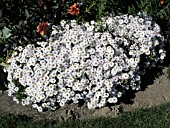 ASTER NOVI-BELGII WHITE OPAL