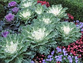 BRASSICA OLERACEA ORNAMENTAL KALE