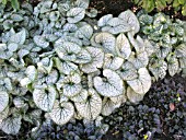 BRUNNERA MACROPHYLLA JACK FROST